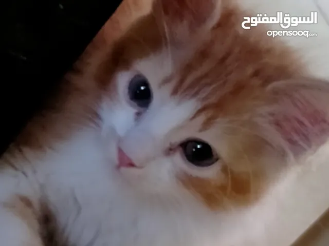 قط شيرازي شانشيلا