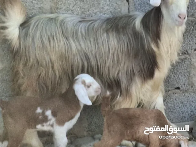 شاه من حلال الرحوب تحتها توأم ماشاءالله تبارك الرحمن