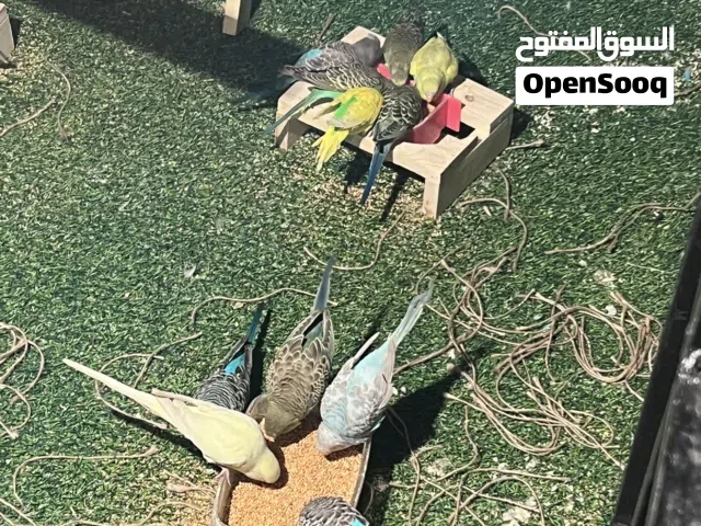 طيور حب عاديه مال بيت مرتبات