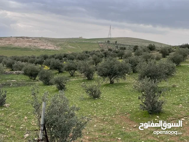 Mixed Use Land for Sale in Mafraq Rhab