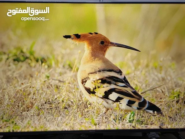 Hisense QLED 50 inch TV in Basra