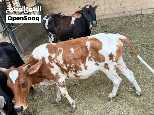 بقر للبيع بسعر طيب