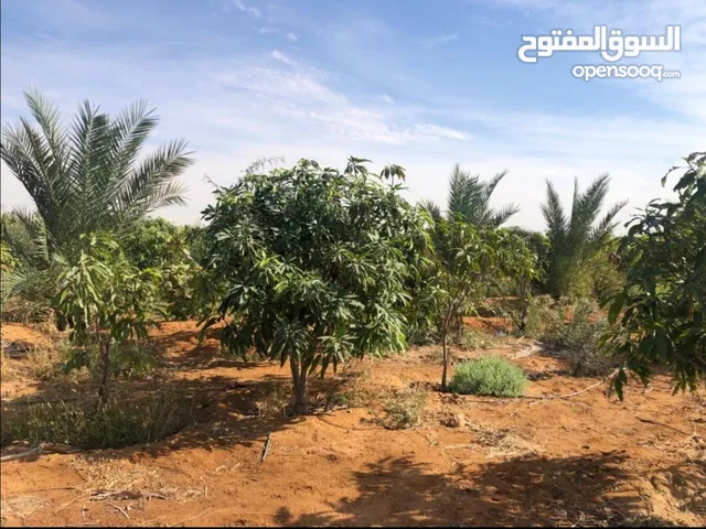 Farm Land for Sale in Suez Other