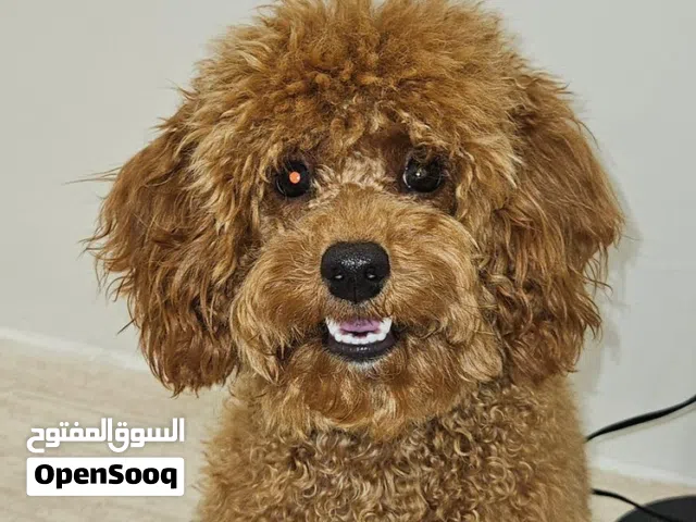 للحجز جراوي توي بودل عمرهم 35 يوم بيور 100%