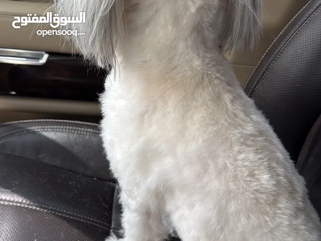 كلب مالتيز