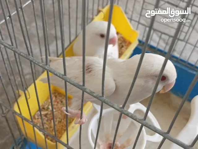 متاح جوز روز ابيض عين حمرا شغالات وبجهز لبطن جديد