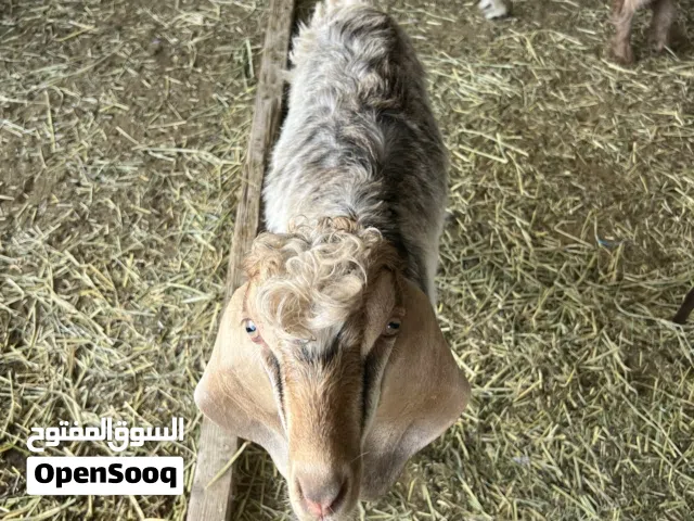ذبايح الار للبيع