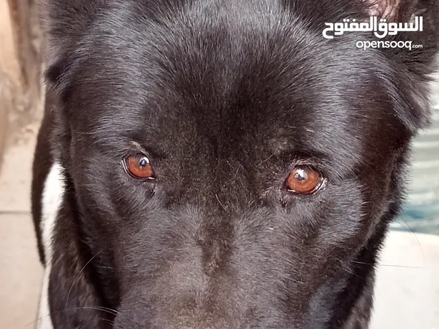 بنوته اميركان اكيتا