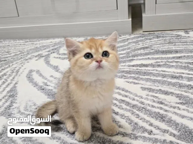 متوفر قطاو سكوتش قولد ستريت و فولد