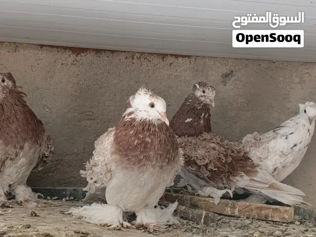 اقره الوصف حمام كشكي ومفتل سوبر جانبو