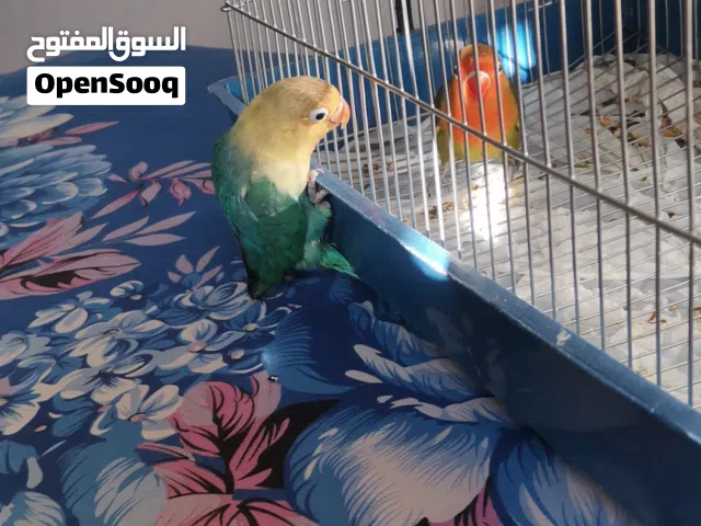 فيشر تبارك الرحمان صحه تبارك الرحمن اقرا الوصف