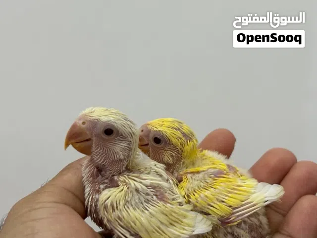 فروخ روز للبيع