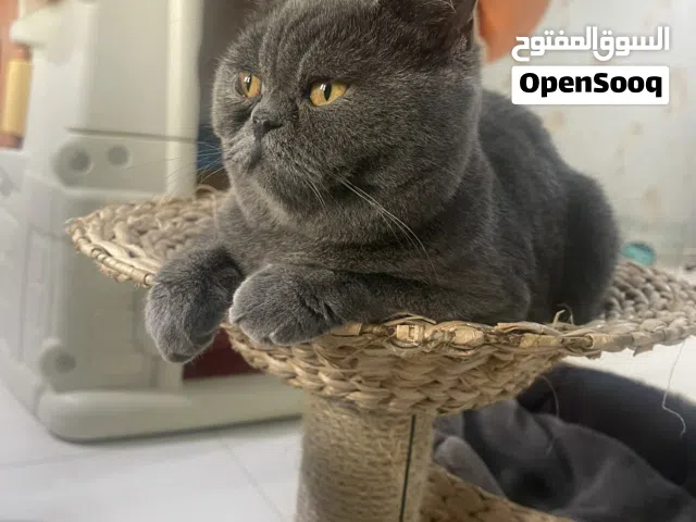 قطة للبيع بريتش شورت هير