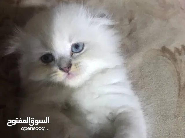 قطط للبيع العمر شهرين نوع هملايا سكوتش لعوبات وقابلات للتعلم الون ابيض ثلاث اناث واثنان ذكور