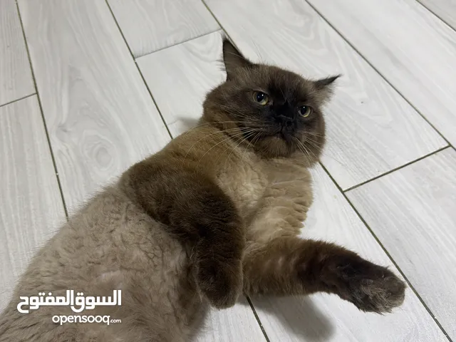 قط هملايا ذكر