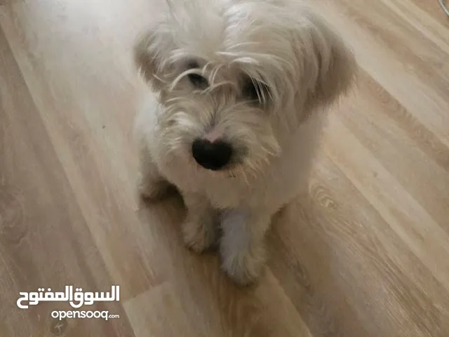 كلب مالتيز بيور لتبني برسوم