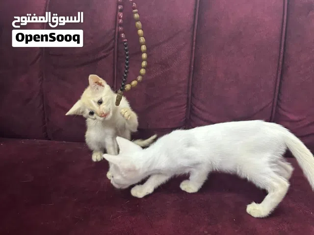 قطط شيرازي صغيره للبيع