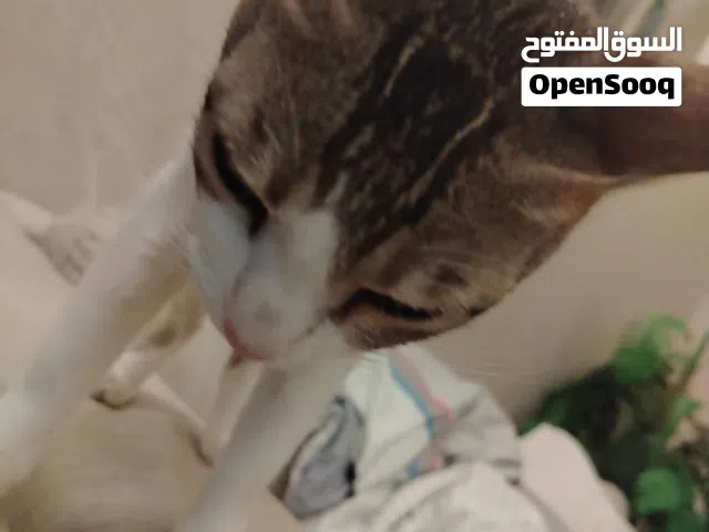 قطه عمانيه عمرها سنتين