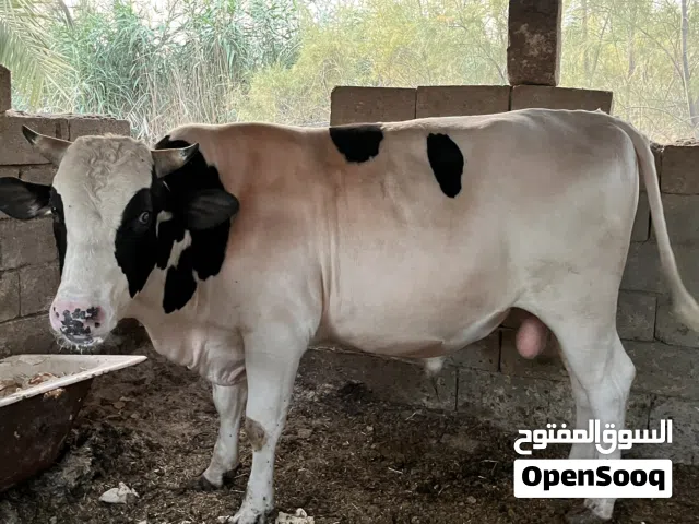 عجول منتازه و رباطنه لل استفسار خاص شوف الوصف