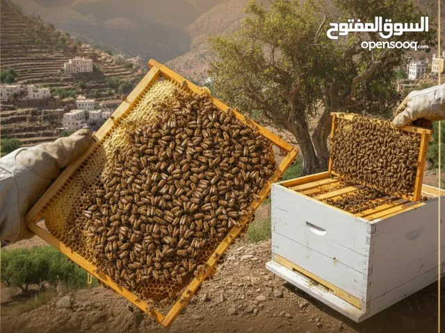 نحل بلدي جباح و خلايا بجميع انواعه وبسعر رخيص جداً ولايام محدودة