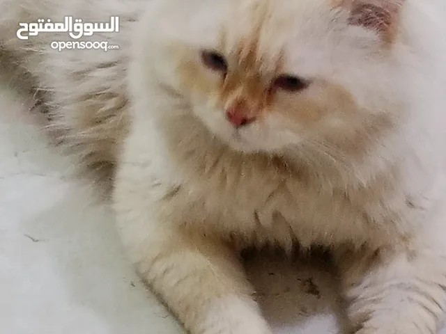قط راغدول للبيع