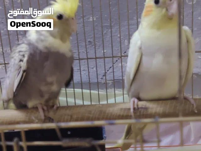 فرصة مميزة – فرخين كوكتيل مفطومات عمر شهر ونص مش اليفات