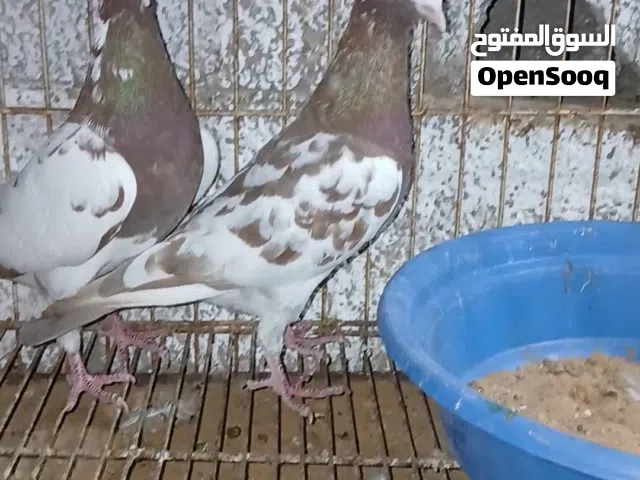 طرفين زاحل ع ريشه