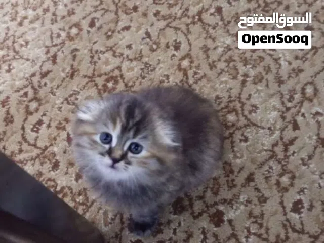 قطه سكوتش انثى
