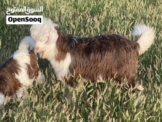 سخله وسخل للبيع