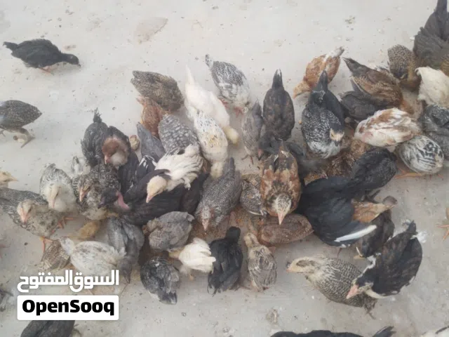 فلوس عربي بصحه جيدآه