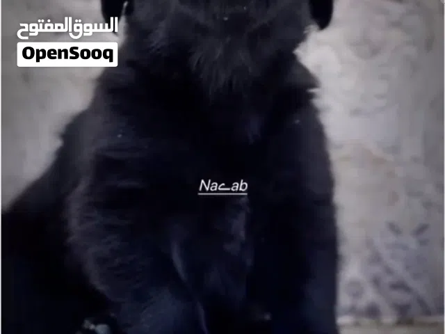 45 days German shepherd black jack