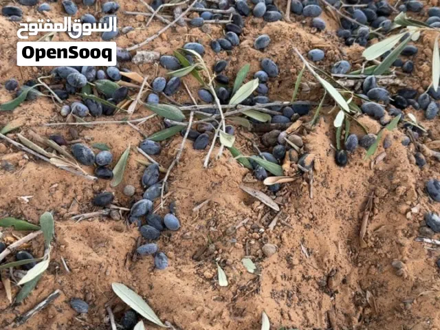 قطعة ارض للبيع تاجوراء النشيع