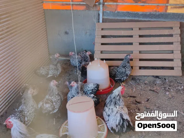 يتوفر بيض كل 3 ايام طبق مشكل