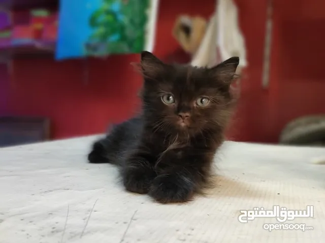 قط شيرازي اسود دكر للبيع اب وام شيرازي متعود علي الليتر بوكس واكل البيت التسليم داخل مركز طهطا