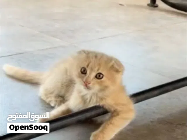 قطة سكوتش فولد للبيع