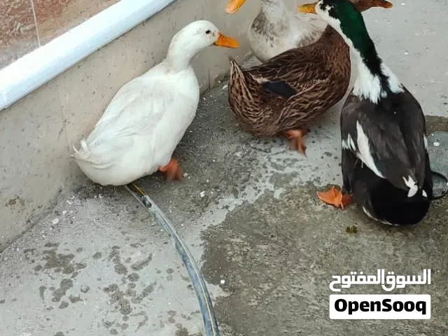 بش نوعه عراقي