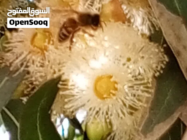 خلايا نحل العسل متاح طرود وخلايا في قوه مختلفه من 5براويز لغايه 20برواز