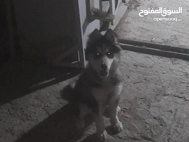 متاح أنثى كل عين شكل وجه تاج عظم عريض علواقع احلا بكثير عمرها 3 أشهر ونص بتحب العب مش ماخده مطاعيم