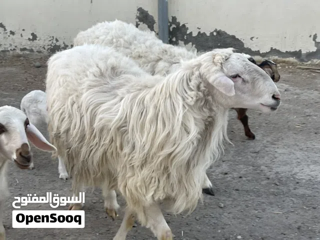 كبش كبير للبيع