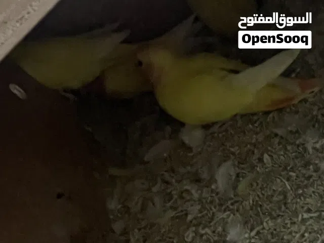 طيور لافبيرد