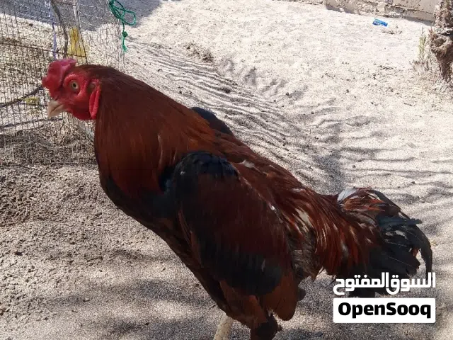 للبيع ديك و  الدجاجه من تركيا امورهم طيبه
