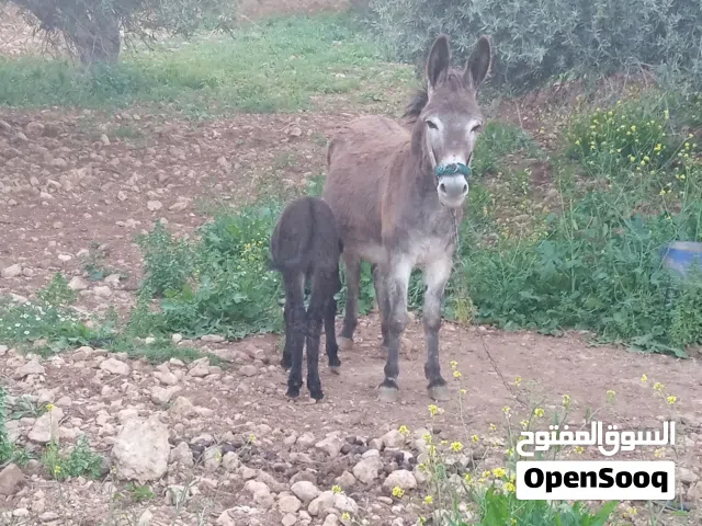 حماره عمر من 5الى6
