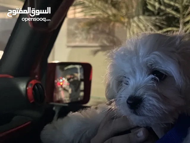 Maltese Puppy – Male, Cream Coat