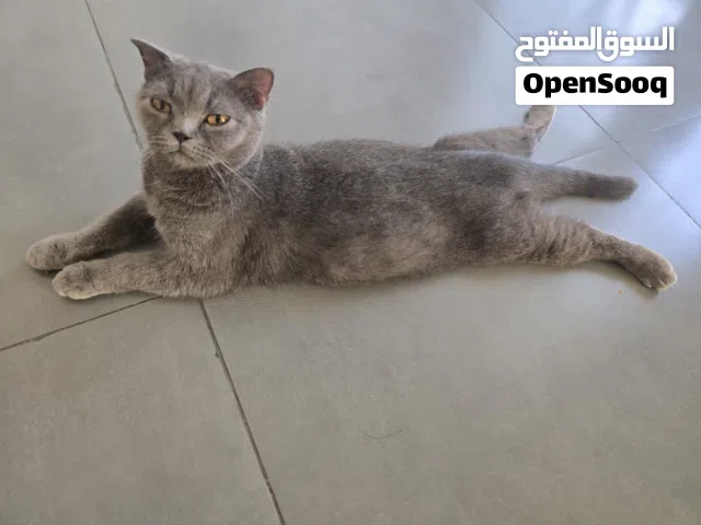 قطة سكوتش فولد للبيع قابل للتفاوض