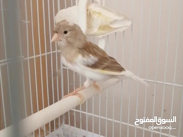 سعر تابت لي بيكسب