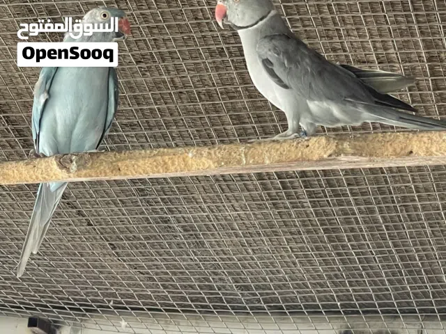 ببغاء الدرة أزواج منتجة (الوصف مهم)