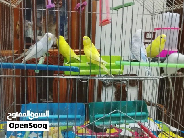 عصافير بادجى للبيع بسيدى بشر