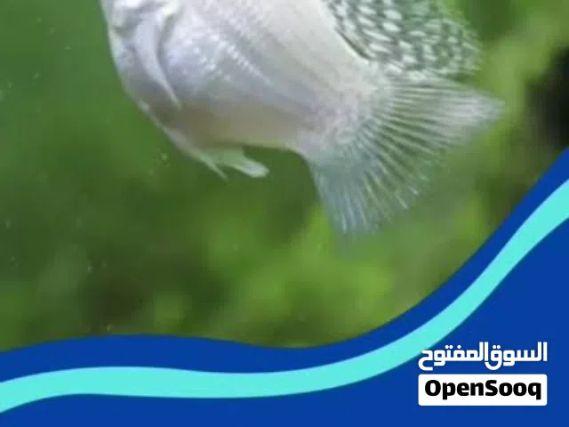 مولي بالون مهجن شراع
