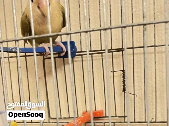 ذكر بركدلو