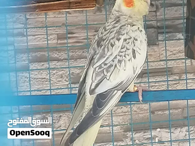 فروخ كوكتيل